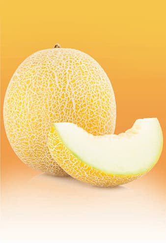 Melon Fresh