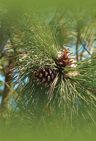Pine