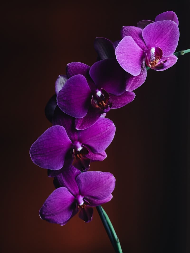Black Orchid